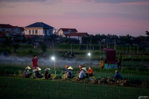Nông dân các xã Quỳnh Lương, Quỳnh Bảng, Quỳnh Minh… (Quỳnh Lưu) chong đèn thu hoạch hành ban đêm để tránh nắng nóng.